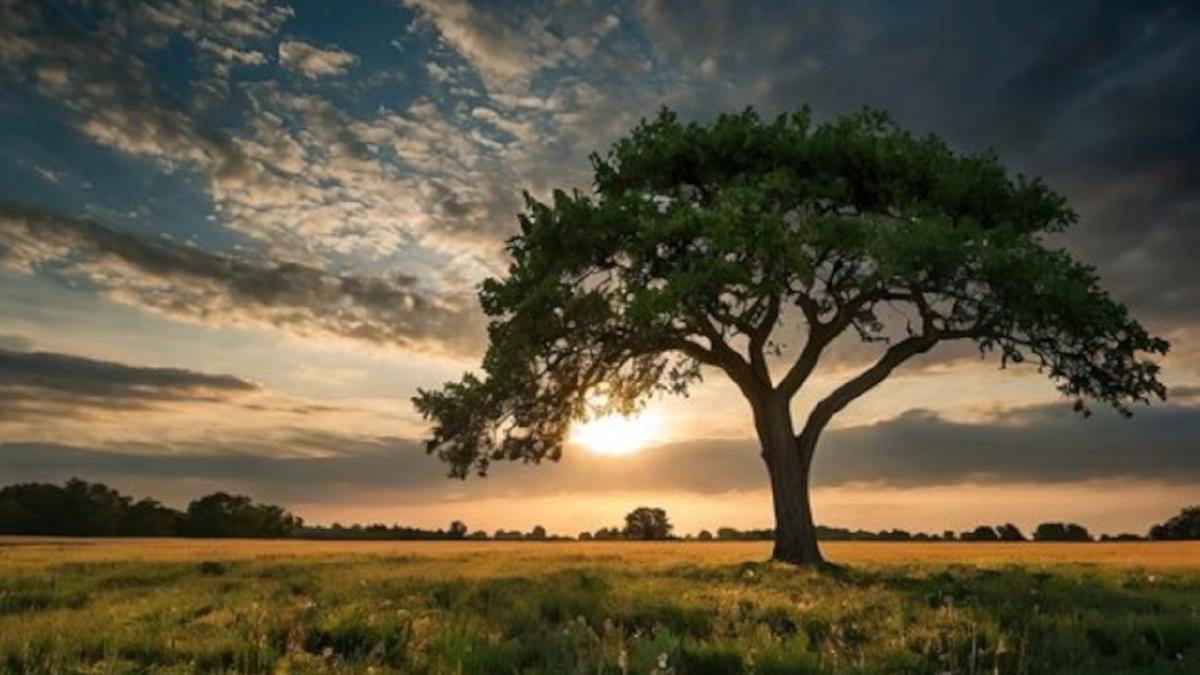 複雑さを生きる